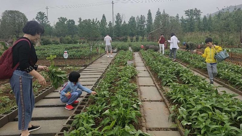 农业种植技术咨询公司排名：揭秘行业实力与选择标准