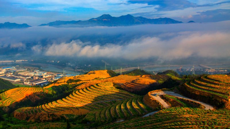 山东粮食种植保险，如何选得明智？**