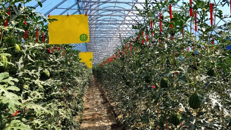 冷链物流方案：价格背后的考量因素
