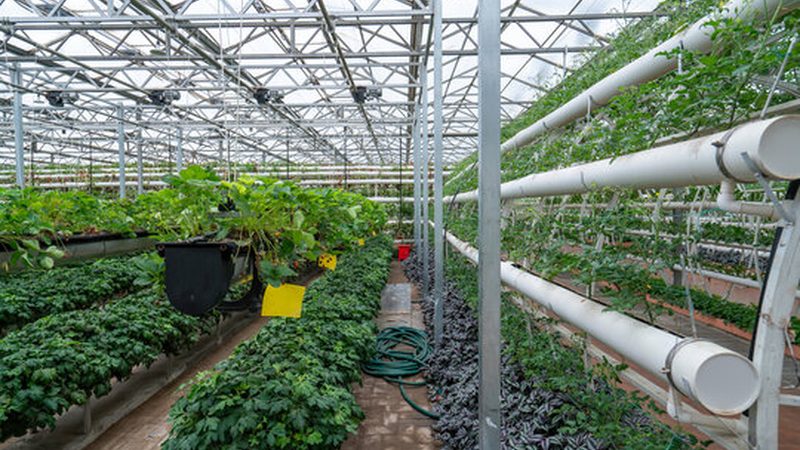 大棚西瓜种植成本解析：亩均投入解析与优化策略**
