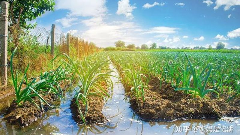 河南农资批发基地水溶肥：揭秘高效农业的“隐形动力